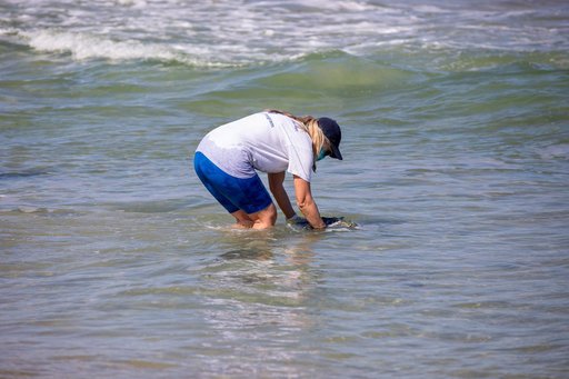 Rescued Sea Turtles Released at Playalinda Beach, Florida