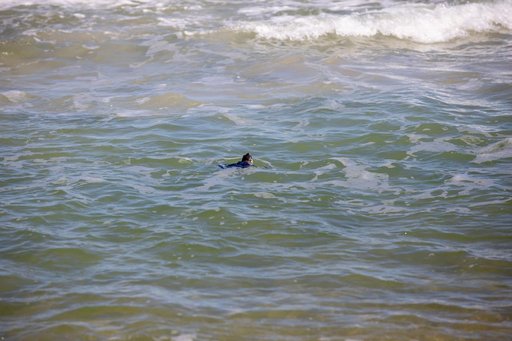 Rescued Sea Turtles Released at Playalinda Beach, Florida