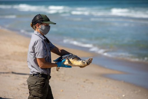 Rescued Sea Turtles Released at Playalinda Beach, Florida