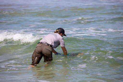 Rescued Sea Turtles Released at Playalinda Beach, Florida