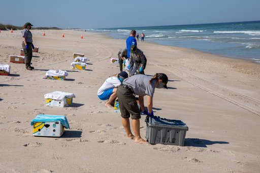 Rescued Sea Turtles Released at Playalinda Beach, Florida