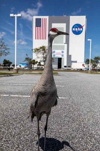 Creative Photography - Sandhill Cranes