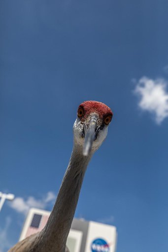 Creative Photography - Sandhill Cranes