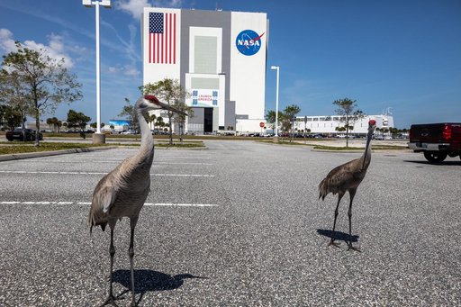 Creative Photography - Sandhill Cranes