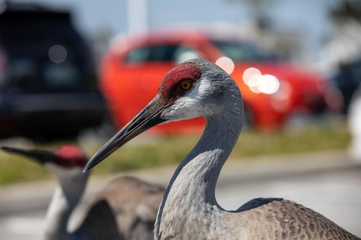 Creative Photography - Sandhill Cranes