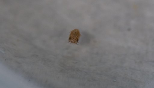 SpaceX CRS-22 Squid Experiment