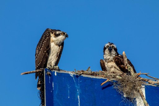 Wildlife at KSC
