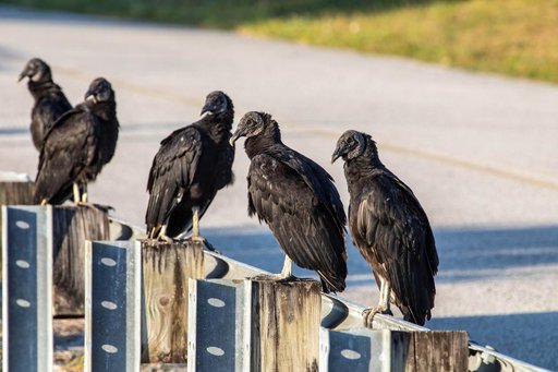Wildlife at KSC