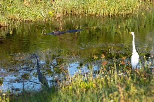 Wildlife at KSC