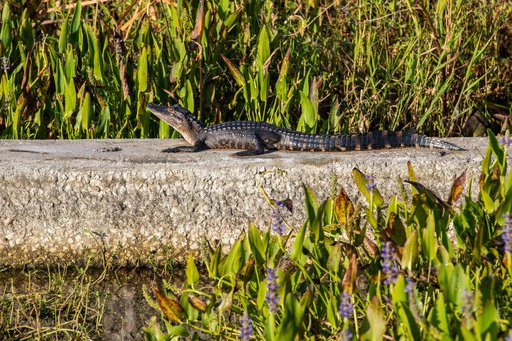 Wildlife at KSC