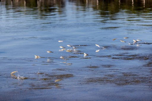 KARS Park Shoreline Restoration