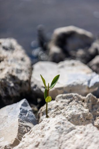 KARS Park Shoreline Restoration