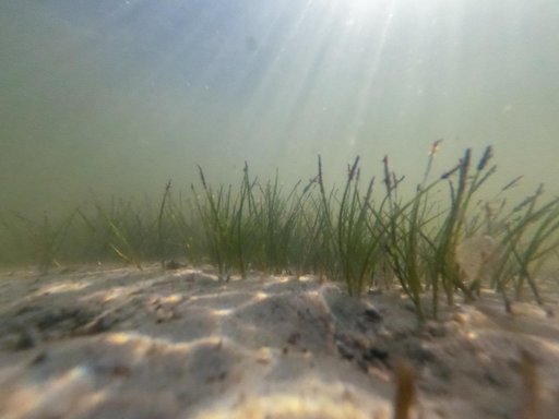 KARS Park Shoreline Restoration