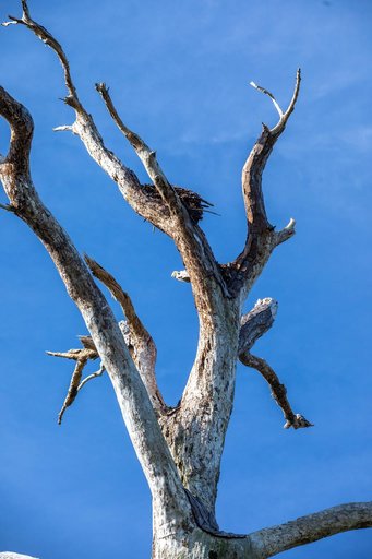 Eagles Nest at KSC