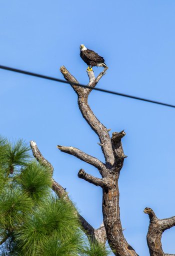 Eagles Nest at KSC
