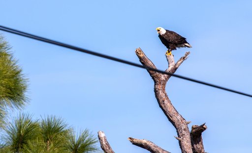 Eagles Nest at KSC