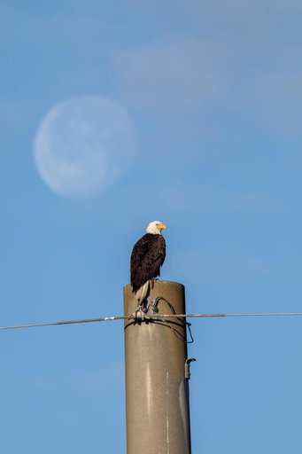 Eagle with Moon