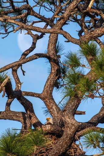 Eagle with Moon