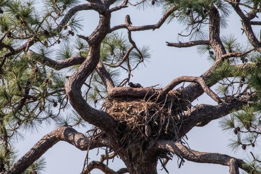 Baby Eagle in New Nest at KSC
