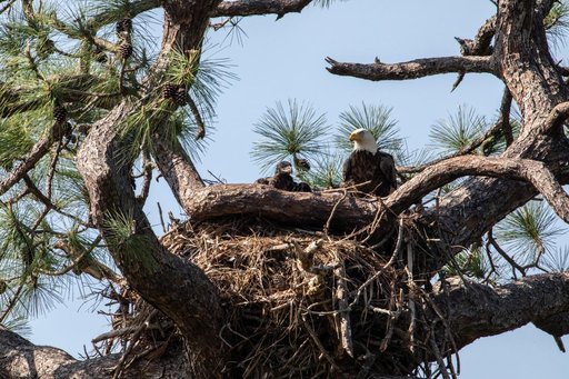 Baby Eagle in New Nest at KSC