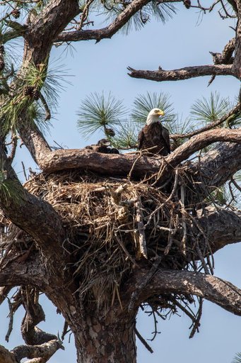Baby Eagle in New Nest at KSC