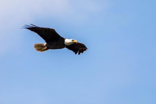 Bald Eagle at KSC