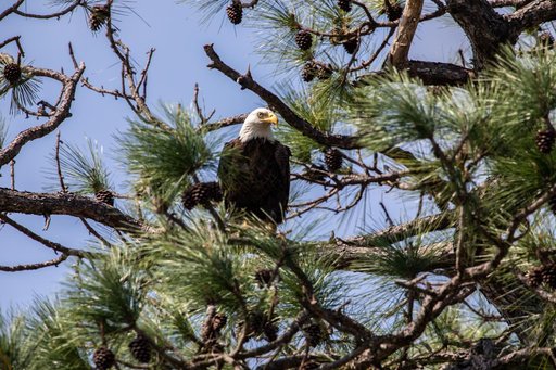 Bald Eagle at KSC