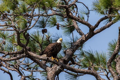 Bald Eagle at KSC