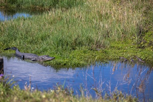 Baby and Mom Gators at KSC