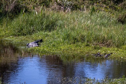 Baby and Mom Gators at KSC