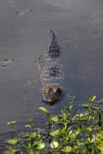 Baby and Mom Gators at KSC