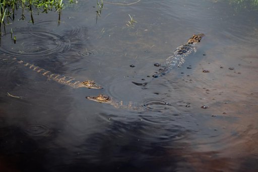 Baby and Mom Gators at KSC