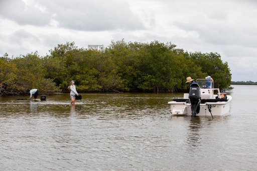 Sea Grass Restoration Project