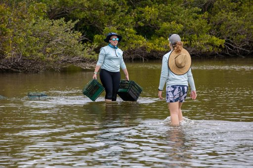 Sea Grass Restoration Project