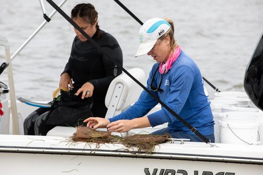 Sea Grass Restoration Project