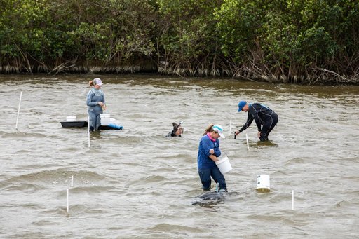 Sea Grass Restoration Project