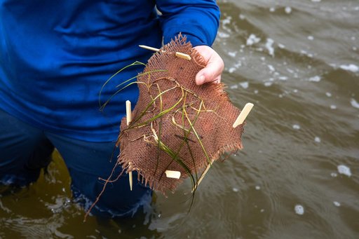 Sea Grass Restoration Project