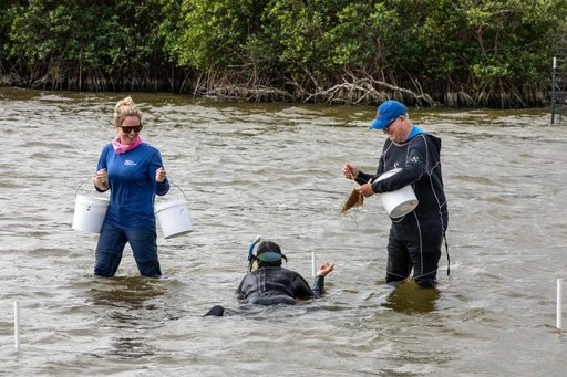 Sea Grass Restoration Project