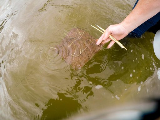 Sea Grass Restoration Project