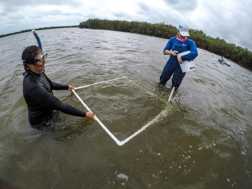 Sea Grass Restoration Project