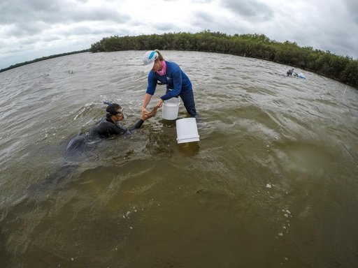 Sea Grass Restoration Project