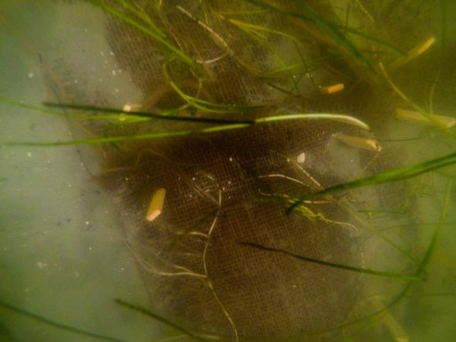 Sea Grass Restoration Project