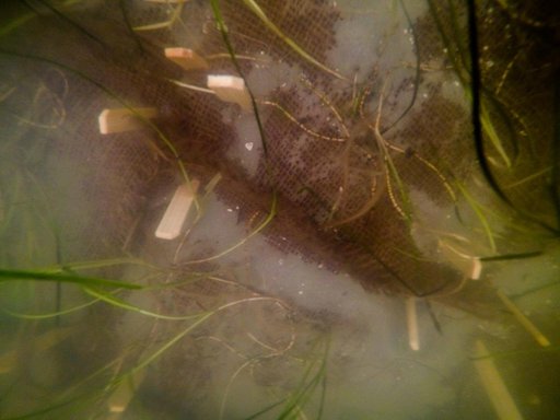 Sea Grass Restoration Project