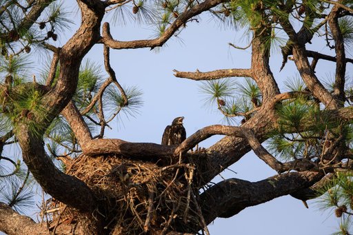 Baby Eagle Gets Bigger