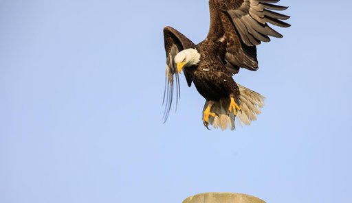 Baby Eagle Gets Bigger
