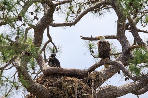 Baby Eagle Gets Bigger