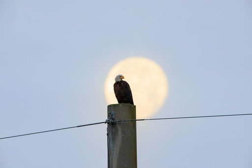 Baby Eagle Gets Bigger