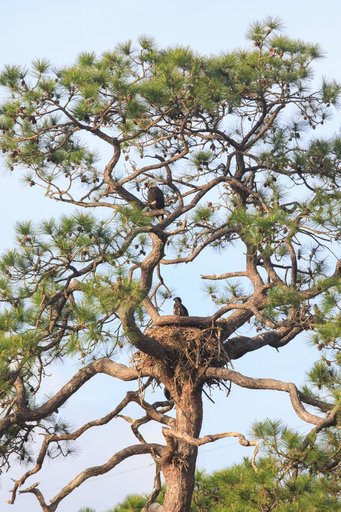 Baby Eagle Gets Bigger