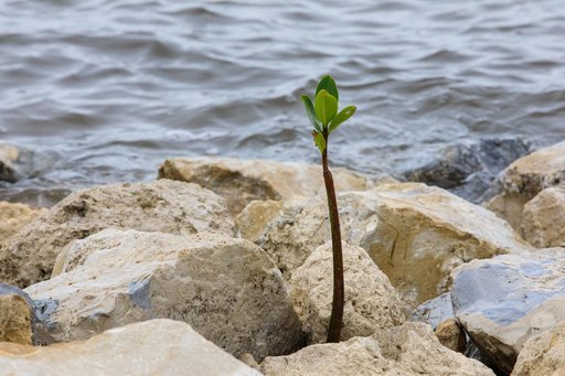 Mangrove Rescue/Restoration Project
