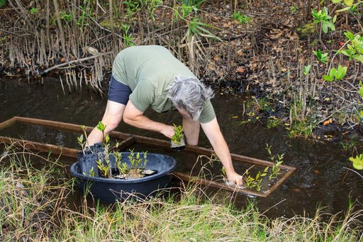 Mangrove Rescue/Restoration Project